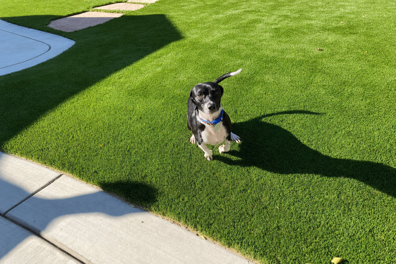 Pet-friendly turf